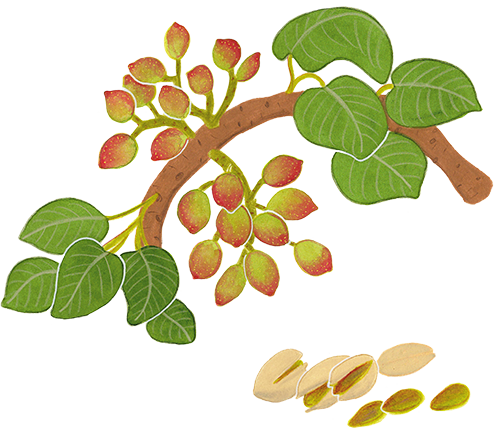 pia taccone fruits et legumes pistacchio